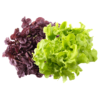 imagen lechuga verde y morada