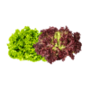 imagen lechuga verde y morada