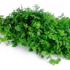 Cilantro